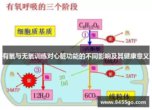 有氧与无氧训练对心脏功能的不同影响及其健康意义